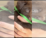 Puppy Cooper Labrador Retriever