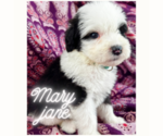 Small #5 Sheepadoodle