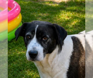 Border Collie Dogs for adoption in Yardley, PA, USA