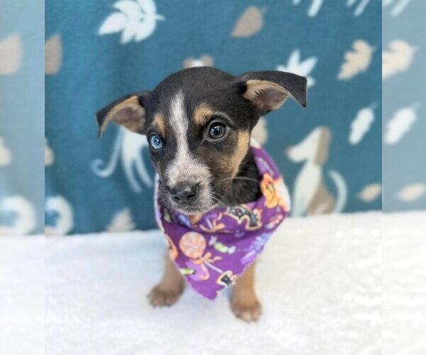 Medium Photo #1 Cheagle Puppy For Sale in Lakewood, CO, USA