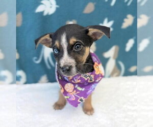 Cheagle Dogs for adoption in Lakewood, CO, USA