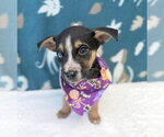 Ciabatta - Male Cheagle Dog for Adoption - Small photo
