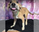 Mystique - Female Labrador Retriever-Unknown Mix Dog for Adoption - Small photo