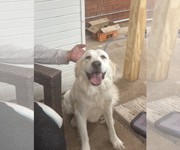 Medium Photo #3 Great Pyrenees Puppy For Sale in Spring, TX, USA