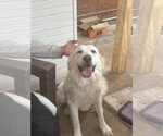 Small #2 Great Pyrenees
