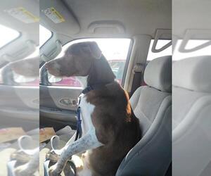 Labrador Retriever-Unknown Mix Dogs for adoption in San Antonio, TX, USA