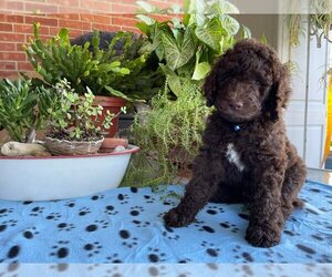 Poodle (Standard) Dog for Adoption in MCALESTER, Oklahoma USA