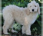 Small Photo #3 Goldendoodle Puppy For Sale in FREDERICKSBURG, OH, USA