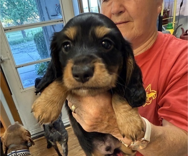 Medium Photo #2 Dachshund Puppy For Sale in ASHLAND, NE, USA