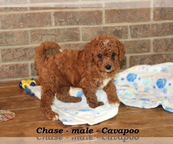 Medium Photo #3 Cavapoo Puppy For Sale in CLARKRANGE, TN, USA
