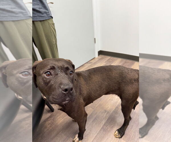 Medium Photo #4 American Pit Bull Terrier-Labrador Retriever Mix Puppy For Sale in Ellijay, GA, USA