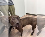 Small #3 American Pit Bull Terrier-Labrador Retriever Mix