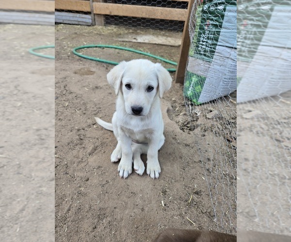 Medium Photo #1 Shepradors Puppy For Sale in WELLTON, AZ, USA