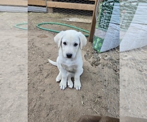 Shepradors Puppy for sale in WELLTON, AZ, USA