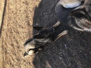 Mother of the German Shepherd Dog puppies born on 10/16/2017