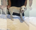 Puppy Puppy 2 American Bully