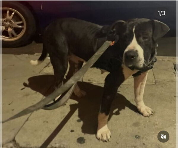 Medium Photo #1 Mutt Puppy For Sale in Dana Point, CA, USA