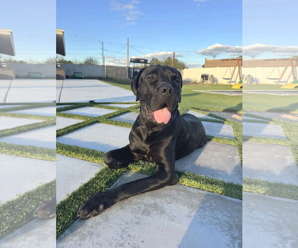 Medium Photo #2 Mutt Puppy For Sale in phoenix, AZ, USA