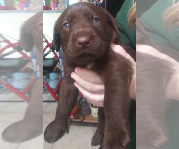 Medium Photo #4 Labrador Retriever Puppy For Sale in INKSTER, MI, USA