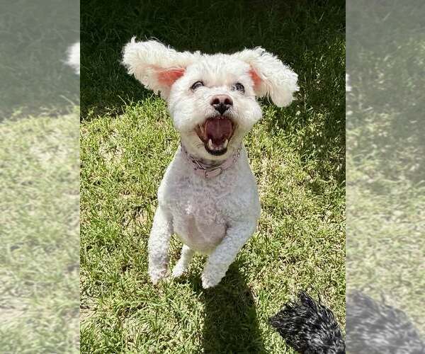 Medium Photo #3 Bichon Frise Puppy For Sale in Lee's Summit, MO, USA