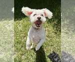 Small #2 Bichon Frise