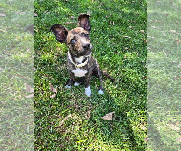 Medium Photo #3 American Pit Bull Terrier-Unknown Mix Puppy For Sale in Germantown, OH, USA