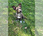 Small #2 American Pit Bull Terrier Mix