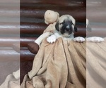 Small Photo #18 Anatolian Shepherd-Maremma Sheepdog Mix Puppy For Sale in LECANTO, FL, USA