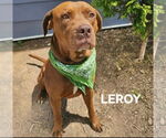 Small #3 American Staffordshire Terrier Mix