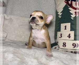 French Bulldog Puppy for sale in JOHNS ISLAND, SC, USA