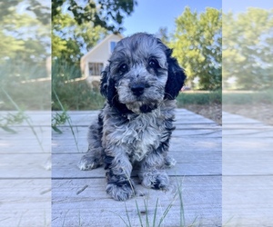 Goldendoodle-Poodle (Miniature) Mix Puppy for sale in ROWLEY, MA, USA