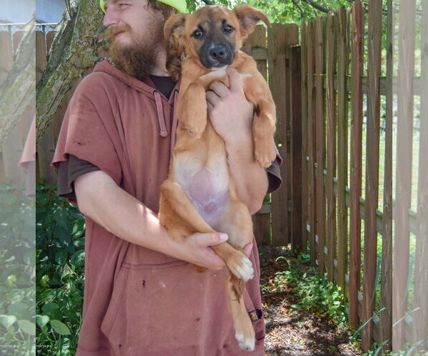 Medium Photo #4 Mutt Puppy For Sale in Huntley, IL, USA