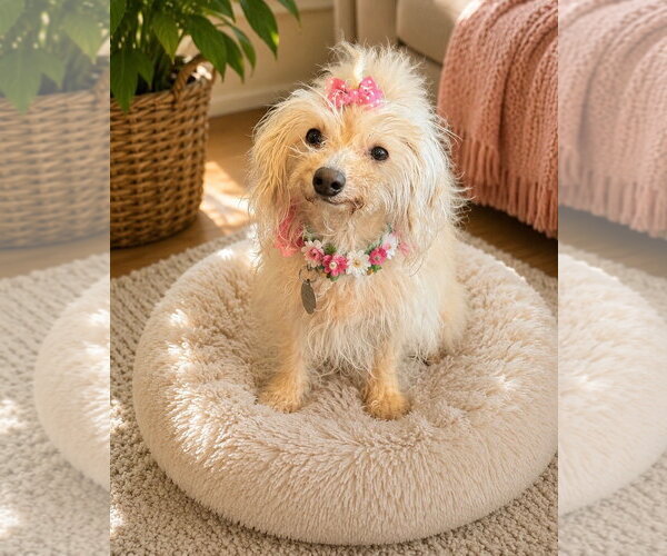 Medium Photo #1 Maltese-Unknown Mix Puppy For Sale in Phoenix, AZ, USA