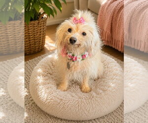 Maltese-Unknown Mix Dogs for adoption in Phoenix, AZ, USA