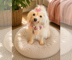 Small Maltese Mix