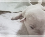 Small Photo #71 Labrador Retriever Puppy For Sale in NEW LENOX, IL, USA