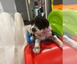 Small #1 Portuguese Water Dog