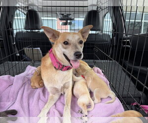 Mutt Dogs for adoption in Holly Springs, NC, USA