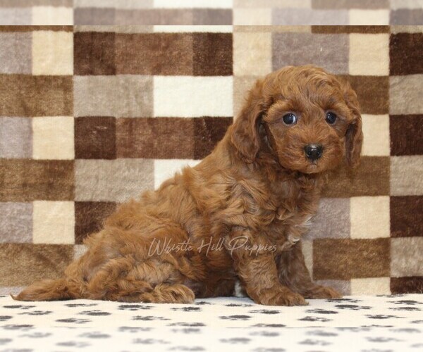 Medium Photo #4 Cavapoo (Miniature) Puppy For Sale in DENVER, PA, USA