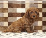 Small #3 Cavapoo (Miniature)