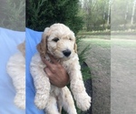 Small Photo #1 Goldendoodle-Poodle (Standard) Mix Puppy For Sale in FORT SMITH, AR, USA