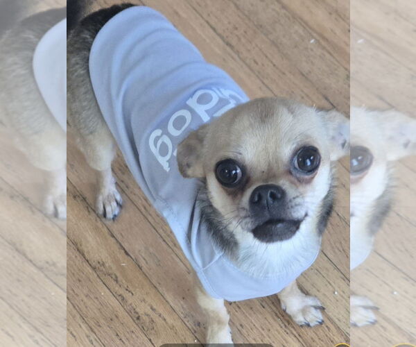 Medium Photo #3 Chihuahua Puppy For Sale in Miami, FL, USA