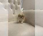 Puppy 4 Pekingese