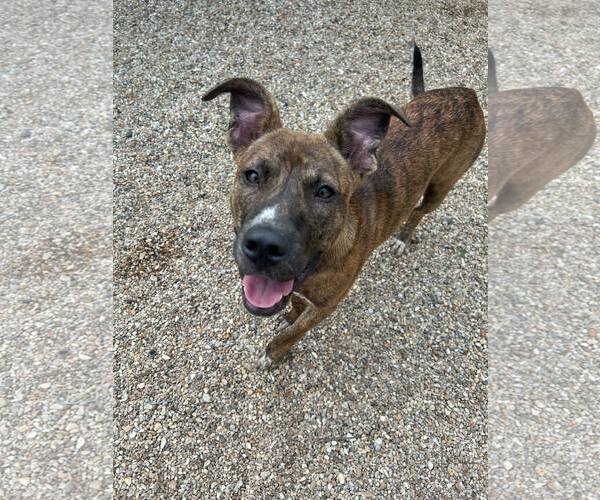Medium Photo #3 Mountain Cur-Rhodesian Ridgeback Mix Puppy For Sale in Oakhurst, NJ, USA