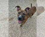 Small #2 Mountain Cur-Rhodesian Ridgeback Mix