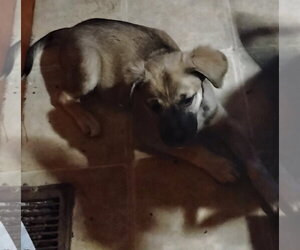 Chewy - Male Staffordshire Bull Terrier-Unknown Mix Dog for Adoption - Photo #2