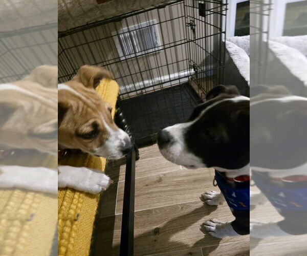Medium Photo #7 Beagle-Pointer Mix Puppy For Sale in Brewster, NY, USA