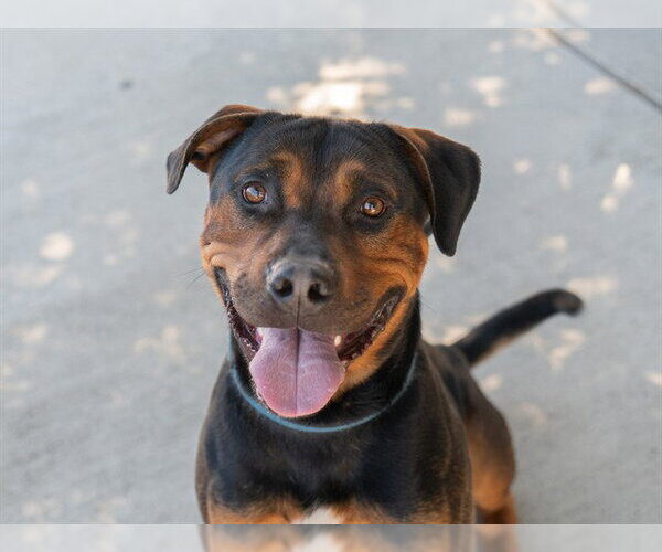 Medium Photo #5 Rottweiler-Unknown Mix Puppy For Sale in Martinez, CA, USA