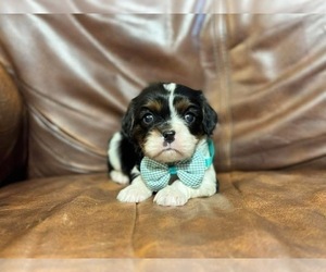 Cavalier King Charles Spaniel Puppy for sale in CAMPBELLSVILLE, KY, USA