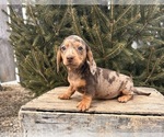 Small #2 Dachshund